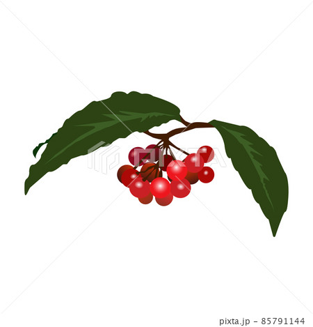 鮮やかな赤い実をつけた一房の万両のイラスト 85791144