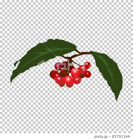 鮮やかな赤い実をつけた一房の万両のイラスト 85791144