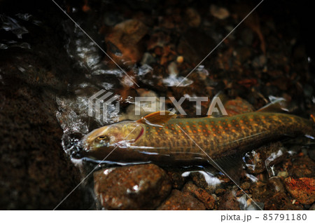 フライで釣れた木曽谷のヤマトイワナ 85791180
