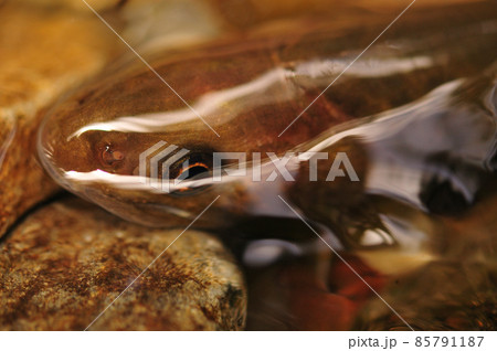 フライで釣れた信州、木曽谷のヤマトイワナ フライで釣れた信州、木曽谷のヤマトイワナ 85791187