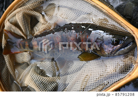 フライで釣れた信州、木曽谷の婚姻色のアマゴ（タナビラ） 85791208