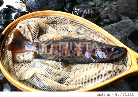 フライで釣れた信州、木曽谷の婚姻色のアマゴ（タナビラ） 85791210