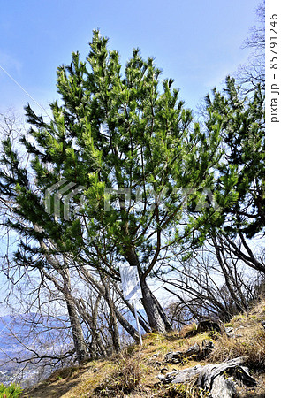 道志山塊の大丸　御座敷の松 85791246