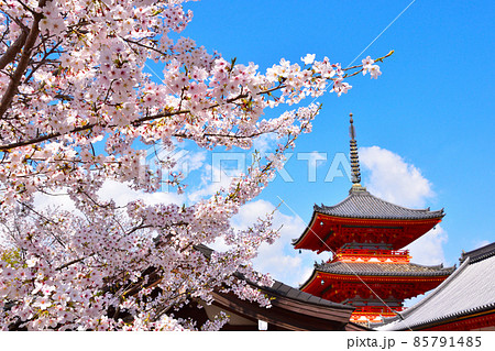 春 清水寺 春 清水寺 85791485