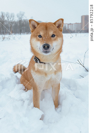The Shiba Inu Japanese Dog Plays In The Snow In の写真素材