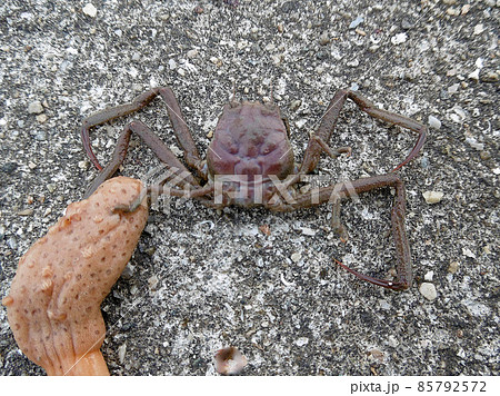 ヘイケガニは流されないようにウミサボテンに足を突き刺しているの写真素材