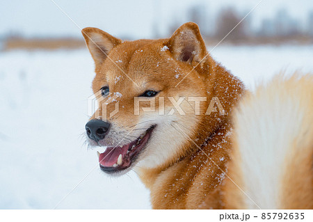 The Shiba Inu Japanese Dog Plays In The Snow In の写真素材