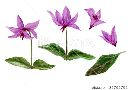 カタクリの手描き水彩イラストのイラスト素材 [85792792] - PIXTA