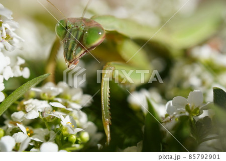 お花とカマキリ 85792901