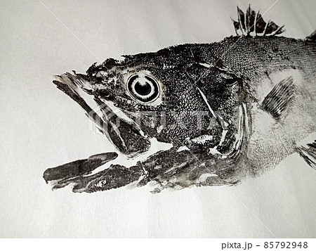 魚拓 スズキ(シーバス)の顔のアピール 背びれを入れて 魚拓 スズキ(シーバス)の顔のアピール 背びれを入れて 85792948