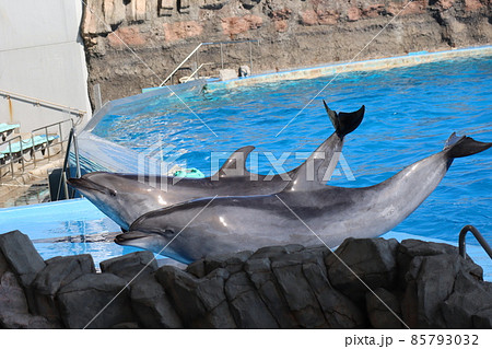 水族館のプールサイドに上がり芸をする2頭のイルカがいる風景 85793032