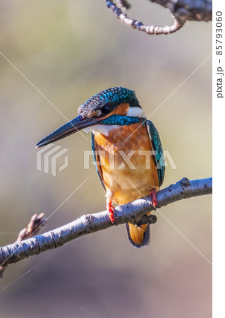 木に留まっているオスのカワセミのクローズアップイメージ 85793060