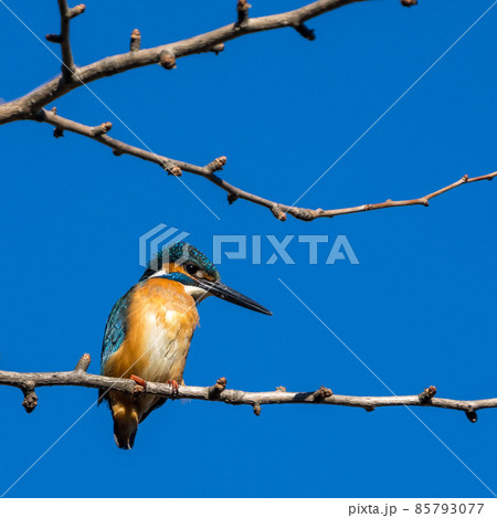 木に留まっているオスのカワセミのクローズアップイメージ 木に留まっているオスのカワセミのクローズアップイメージ 85793077
