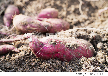 Harvesting sweet potatoes with vine on ground in garden. Harvesting sweet potatoes with vine on ground in garden. 85793148
