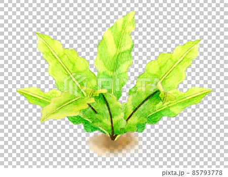 Fern plant (asprenium) hand-painted watercolor illustration material of foliage plants 85793778