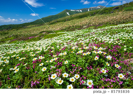 大雪山系のお花畑 大雪山系のお花畑 85793836