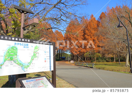 東京都葛飾区にある水元公園 メタセコイアの森 紅葉 東京都葛飾区にある水元公園 メタセコイアの森 紅葉 85793875