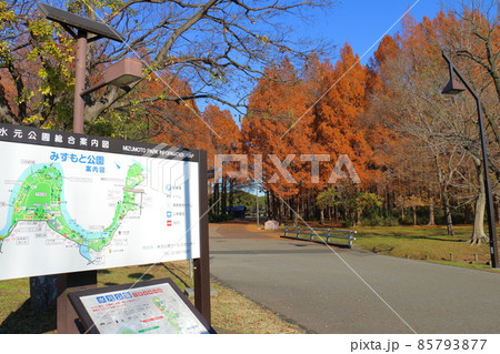 東京都葛飾区にある水元公園　メタセコイアの森　紅葉 85793877