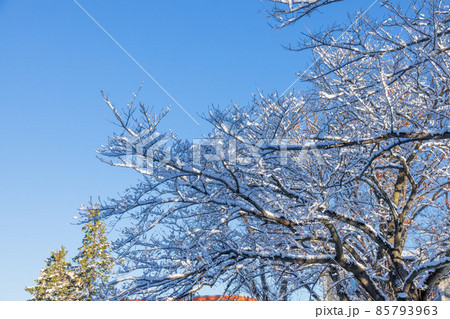 雪が降り積もった木と綺麗な青空 85793963