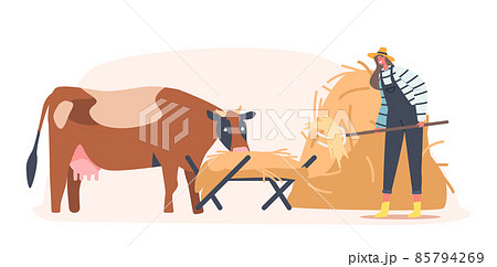 Young Farmer Woman Feeding Cow Putting Straw in Trough. Female Character at Work Process Caring of Domestic Cattle Young Farmer Woman Feeding Cow Putting Straw in Trough. Female Character at Work Process Caring of Domestic Cattle 85794269