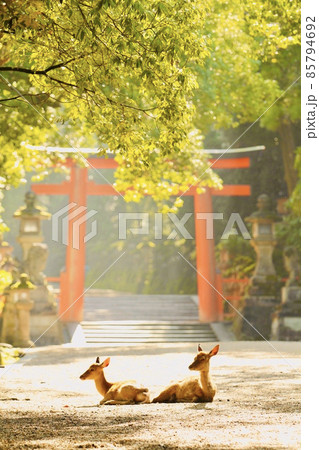 奈良の鹿 奈良の鹿 85794692