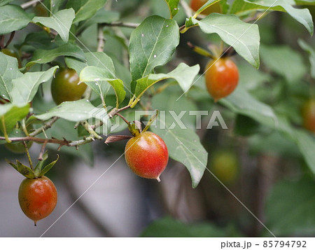 老爺柿　ロウヤガキ⑤ 85794792