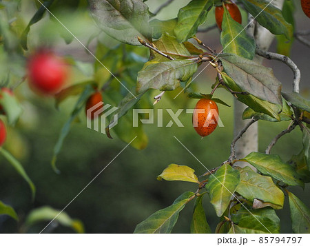 老爺柿　ロウヤガキ⑨ 85794797