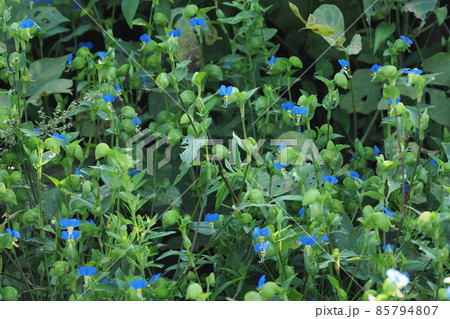ツユクサの花 ツユクサの花 85794807