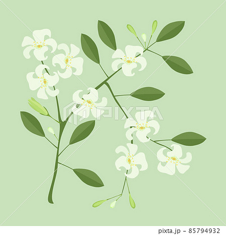 Orange Jasmine or Mock Orange Flowers on White Background Orange Jasmine or Mock Orange Flowers on White Background 85794932