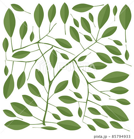 Illustration of Fresh Green Leaves on White Background Illustration of Fresh Green Leaves on White Background 85794933