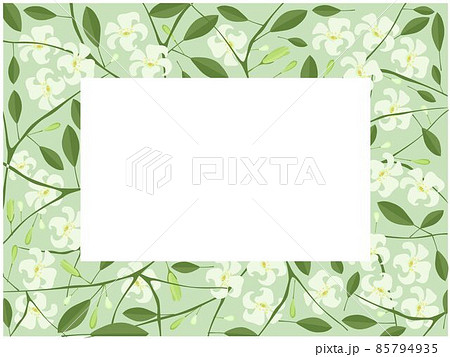 Orange Jasmine or Mock Orange Flowers Frame 85794935