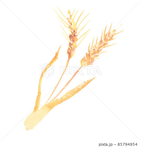 水彩で描いた小麦の穂のイラストのイラスト素材 [85794954] - PIXTA