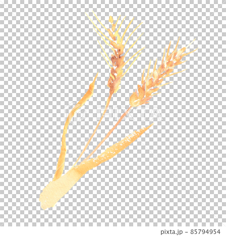 水彩で描いた小麦の穂のイラスト 85794954