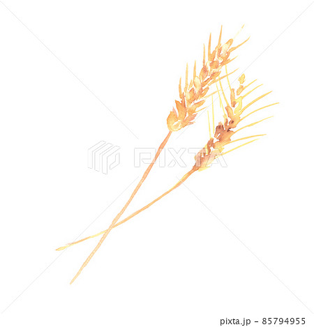水彩で描いた小麦の穂のイラストのイラスト素材 [85794955] - PIXTA