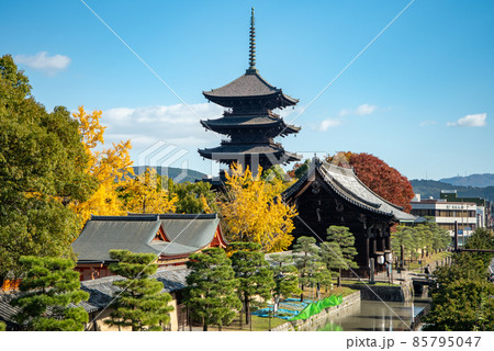 紅葉が美しい秋の京都東寺 85795047