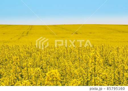 Blossoming beautiful golden yellow rape field scenery Blossoming beautiful golden yellow rape field scenery 85795160