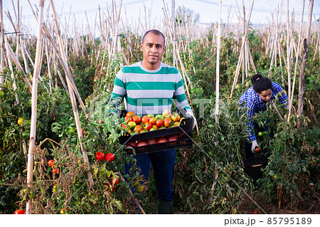Successful male gardener with ripe red tomatoes on the field Successful male gardener with ripe red tomatoes on the field 85795189