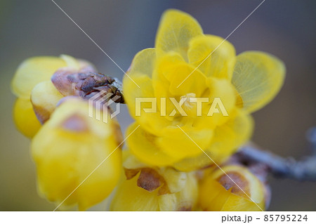 咲き始めた蝋梅3 咲き始めた蝋梅3 85795224