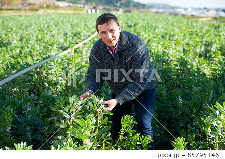 Farmer checking vicia faba plants 85795346