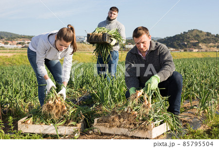 Woman helps men harvests green onions on a field 85795504