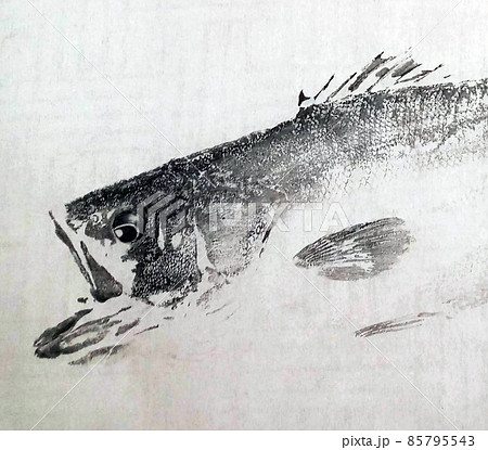 魚拓 スズキ（シーバス）の全体が分かる構図の写真素材