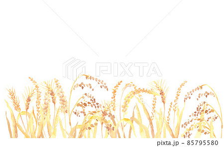 水彩で描いた雑穀の畑のイラスト 85795580