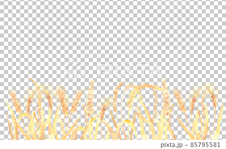 水彩で描いた麦畑のイラスト 85795581