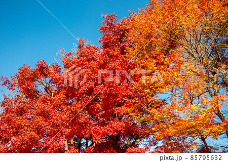 嵯峨嵐山の美しい紅葉 嵯峨嵐山の美しい紅葉 85795632