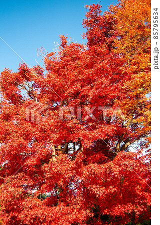 嵯峨嵐山の美しい紅葉 85795634