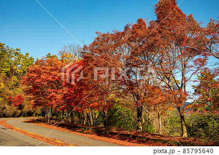 嵯峨嵐山の美しい紅葉 85795640