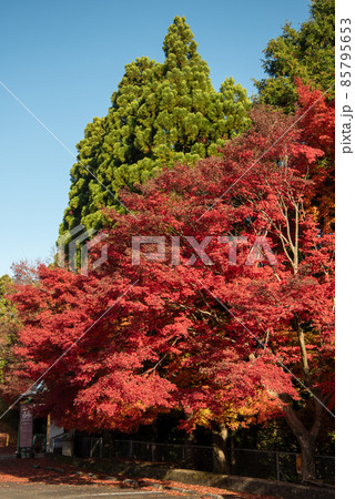 嵯峨嵐山の美しい紅葉 嵯峨嵐山の美しい紅葉 85795653
