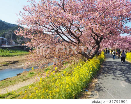 伊豆の河津桜 85795904