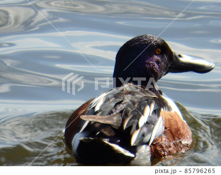 大沼を泳いでいるハシビロガモ 大沼を泳いでいるハシビロガモ 85796265