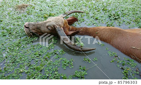 タイのスパンブリー県の水牛村で泳ぐバッファロー タイのスパンブリー県の水牛村で泳ぐバッファロー 85796303